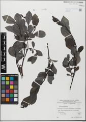 Foto von Salix glabra Scop.